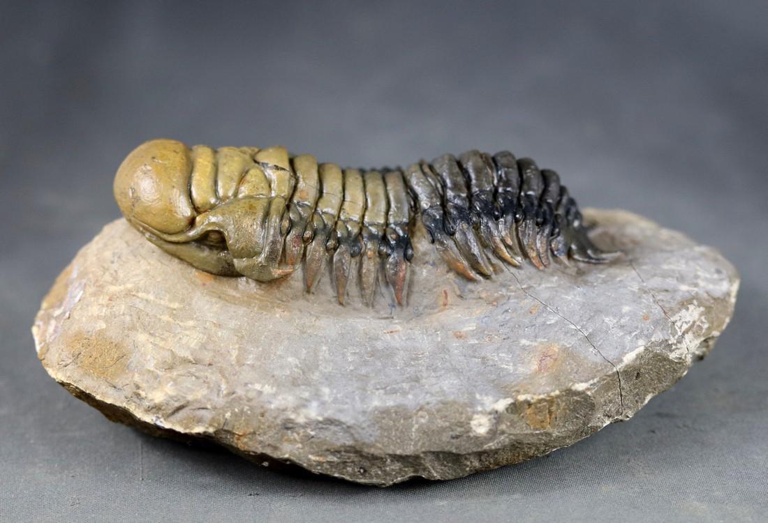 Finest quality trilobite fossil - - From "couche rouge"- Big size - Crotalocephalus gibbus (1 of 4)