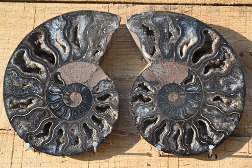Large Polished Split Crystalized Madagascar Black Ammonite Pair (1 of 6)