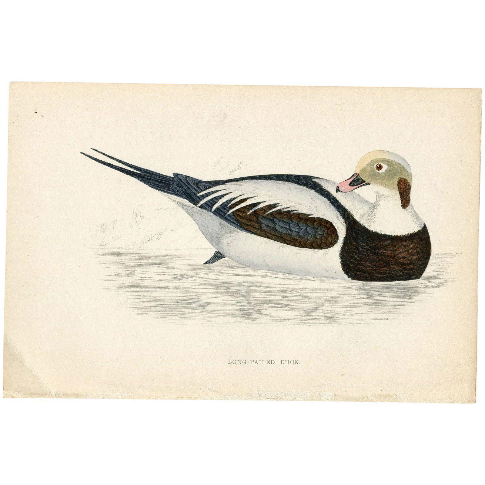 1851 - Long-tailed duck, Morris bird - Antique Engraved Print (1 of 3)
