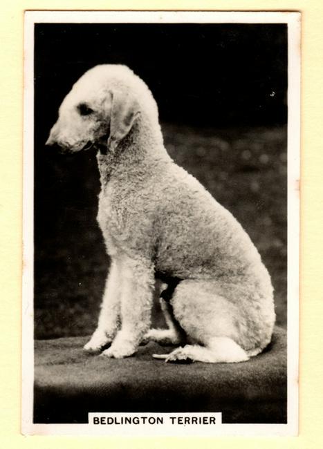 Bedlington Terrier Dog Senior Service Trade Card (1 of 2)