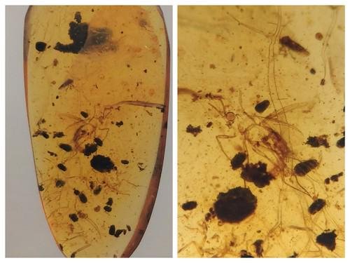100 MILL YEARS OLD BURMITE AMBER WITH CICADA (1 of 9)