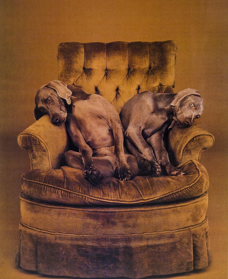 William Wegman: Untitled, 1989 (1 of 2)