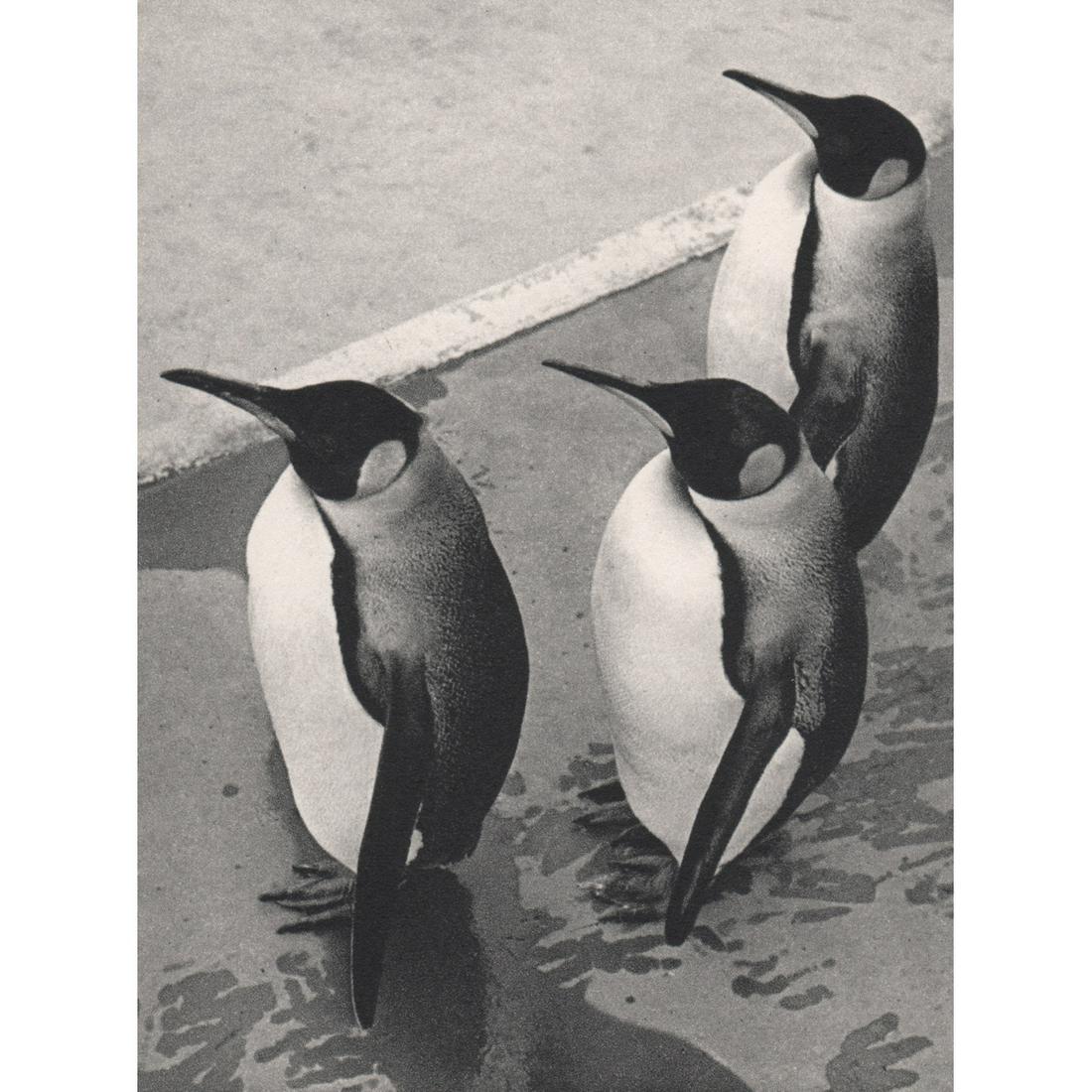 YLLA - Royal Penguins: Artist: YLLA Print Title: Royal Penguins Medium: Sheet-fed Gravure Printing Date: 1950's Printed in France Image size approx. 4.5 x 3.5 inches Ylla (1911-1955) was a Hungarian photographer who special