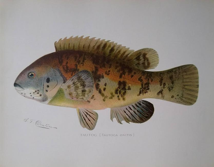 Tautog - antique fish print (1 of 1)