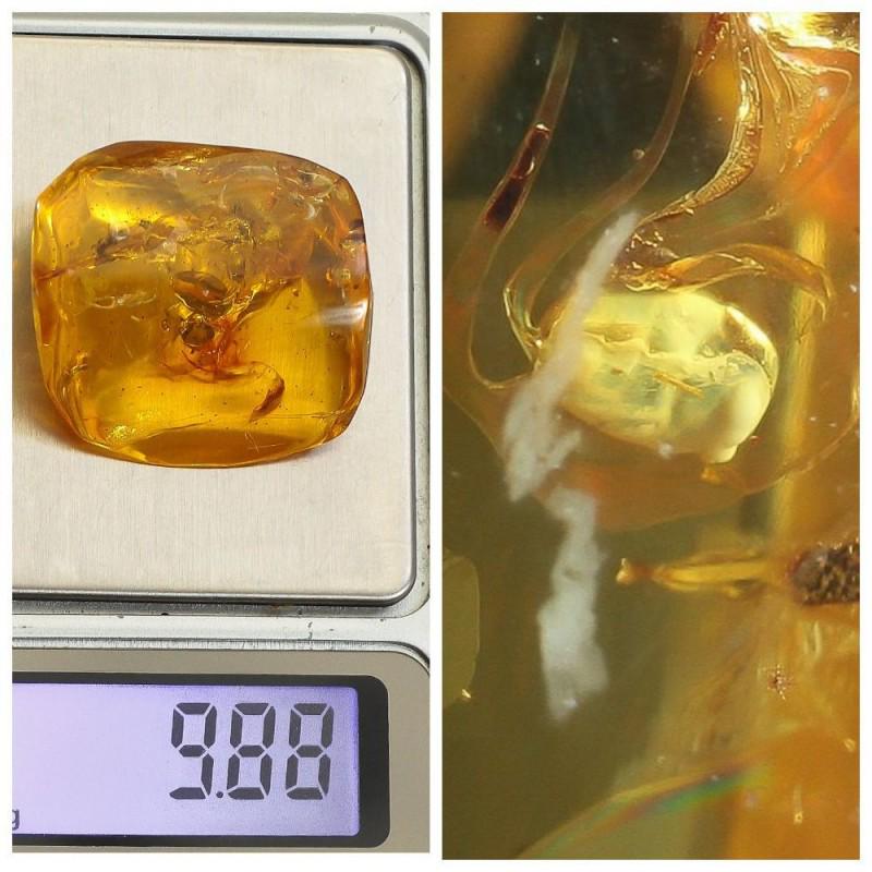 100% Baltic amber stone with inclusion insect larva fossil: In the stone most likely a larva Weight: 9.88 gram (0.34 oz) Size: 15x31x33 mm Inclusion: larva Age: 45-50 million years old Stone: 100% natural Baltic amber Treatment: no Condition: as on the photo (