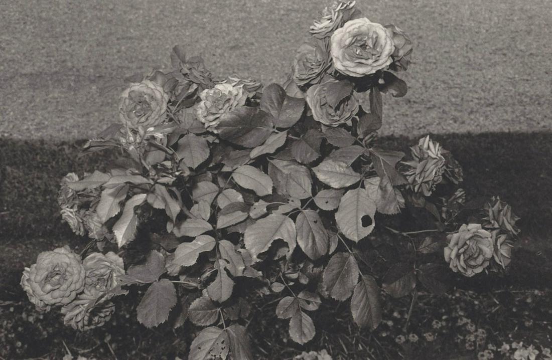 LEE FRIEDLANDER - St. Cloud France, 1973: Artist: LEE FRIEDLANDER Print Title: St. Cloud France, 1973 Medium: Authentic Vintage Photoengraving Printed 1980’s in the US Image size (inches) approx. 7.5 x 11” Lee Friedlander is an Am