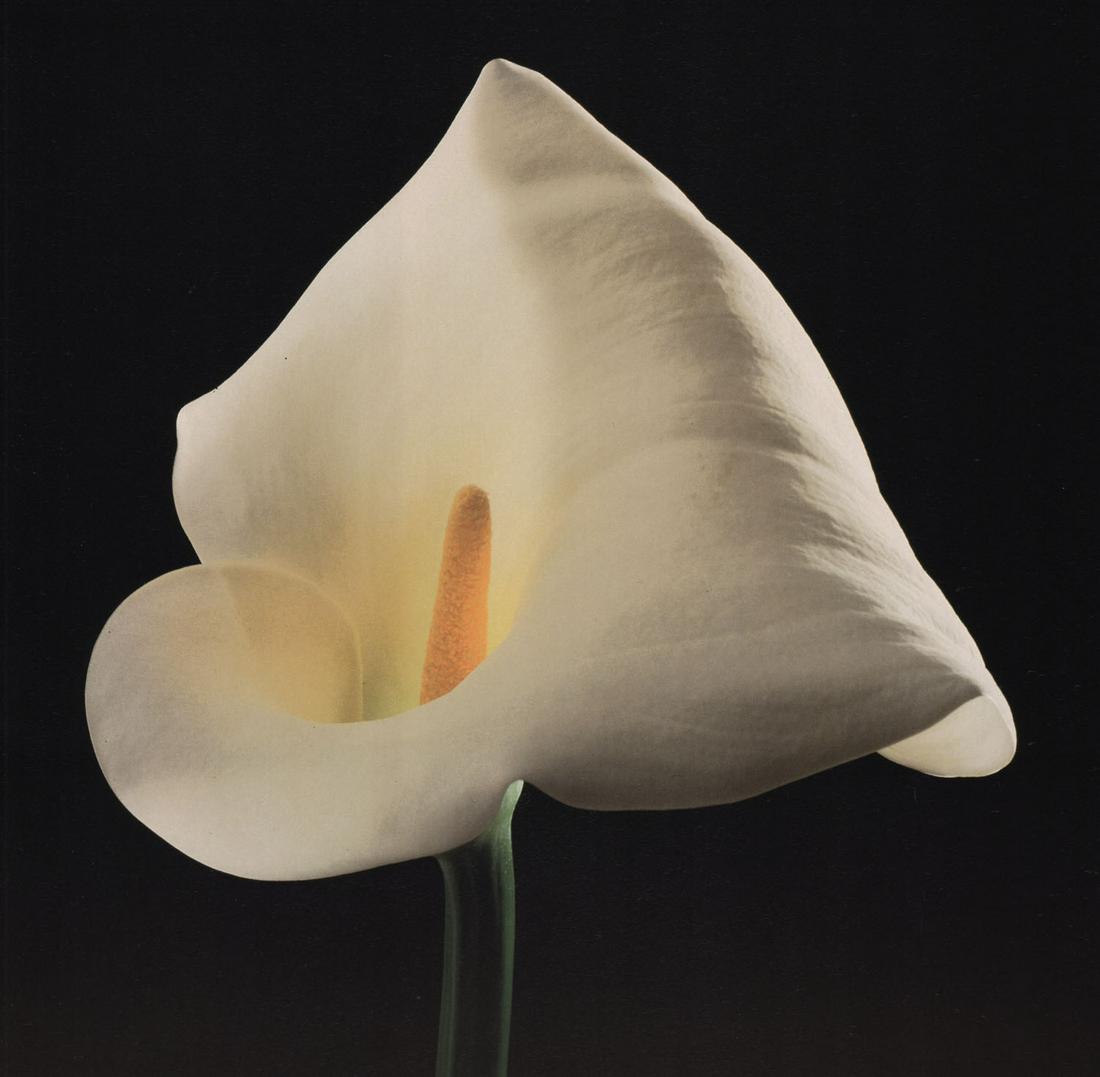 MAPPLETHORPE - Calla Lily, 1988 (1 of 1)