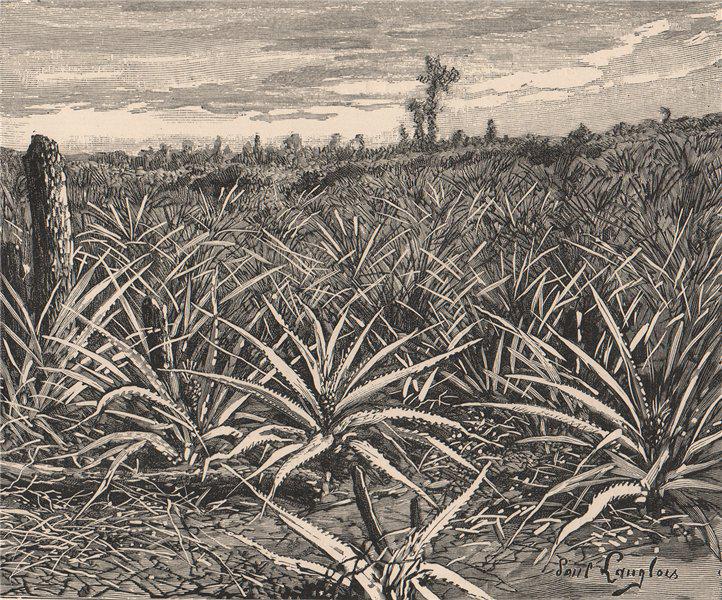Plantation of Pineapples. Cuba 1885 old antique vintage print picture (1 of 1)