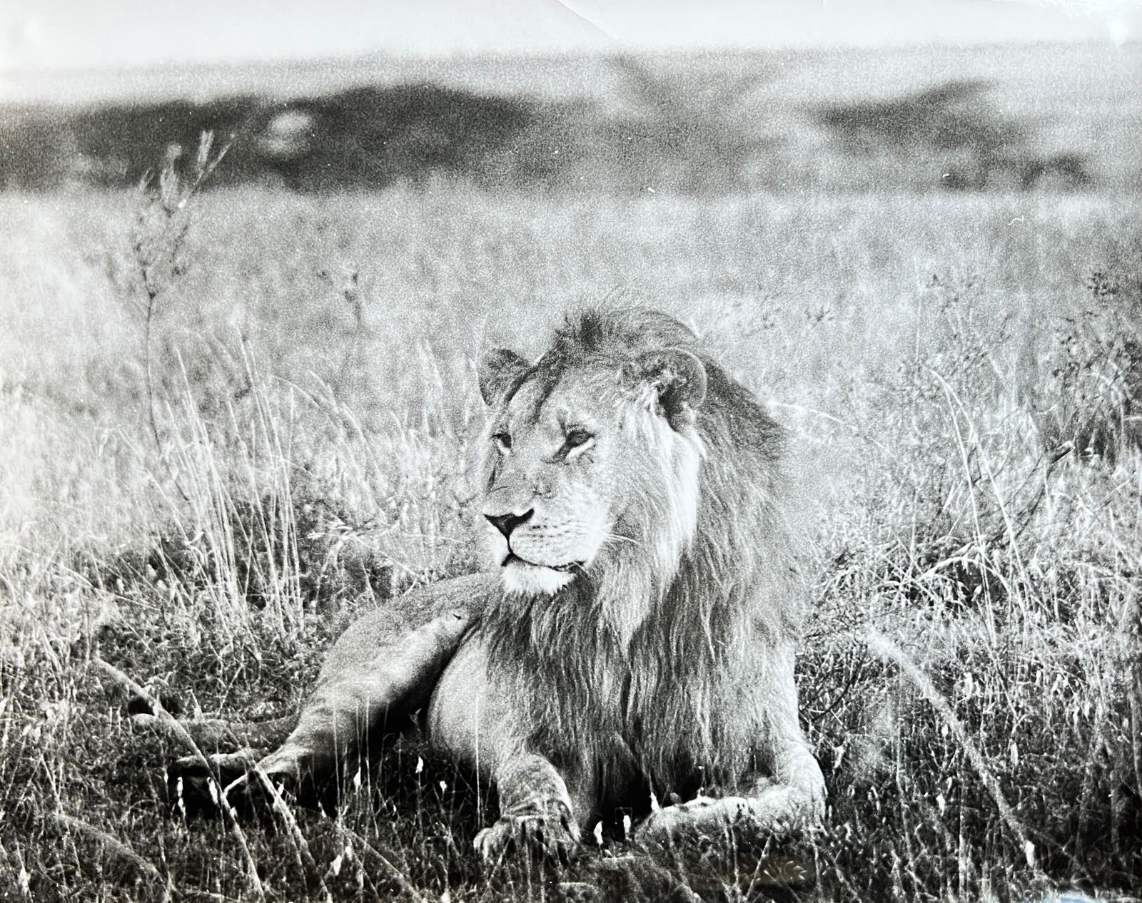 Vintage Photo - Studio Bertil Hagert - Dentist's Appointment - Little Boy - 1950 (1 of 2)