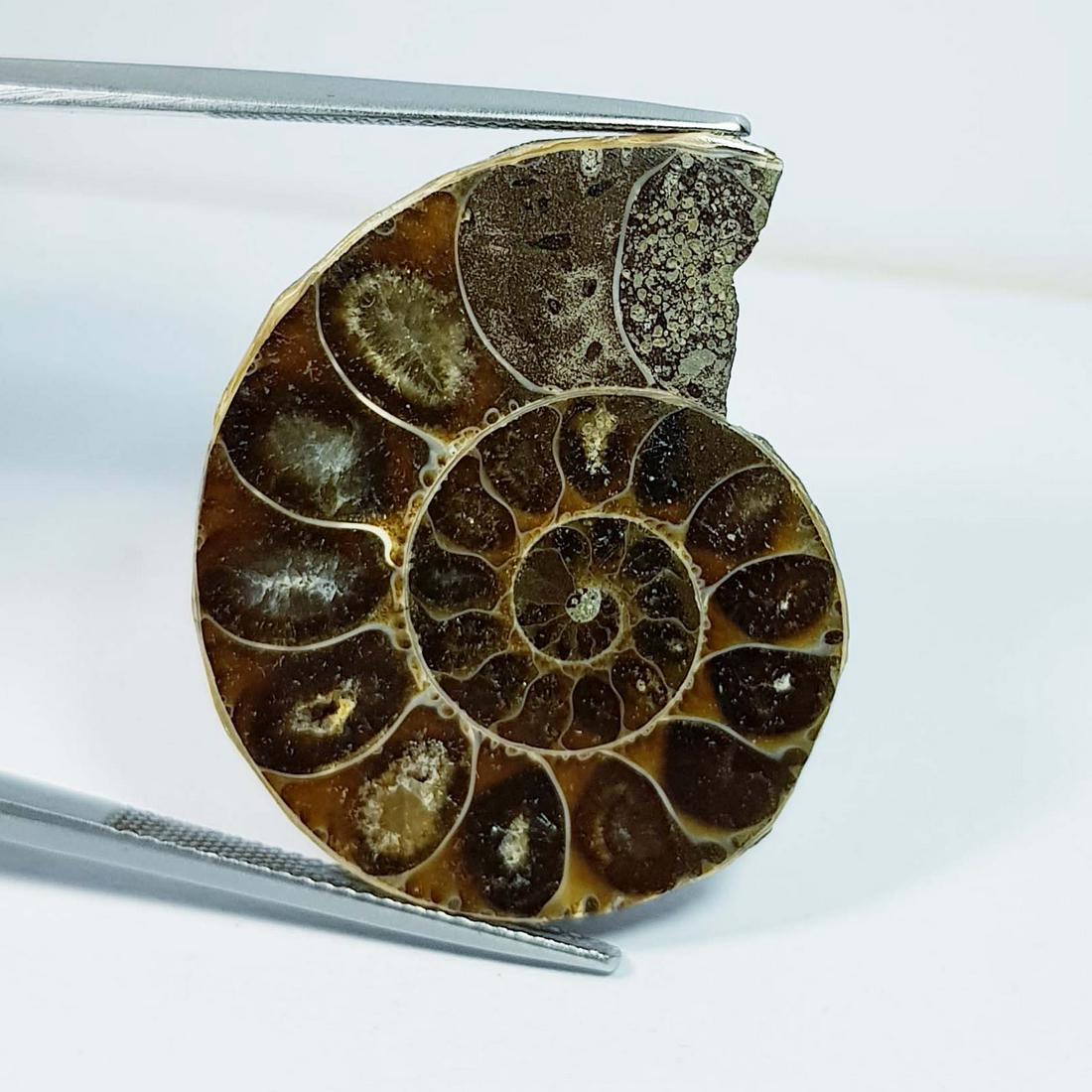 67.04 ctz Natural Ammonite Fossil Seashell Snail Gemstone: No Reserve! Title: 67.04 ctz Natural Ammonite Fossil Seashell Snail Gemstone Color/Clarity: Brown / Opaque Gemstones: Sea Shell Carat Weights: 67.04 Size/Dimensions: 32.60 x 26.90 x 10.50 Additional I