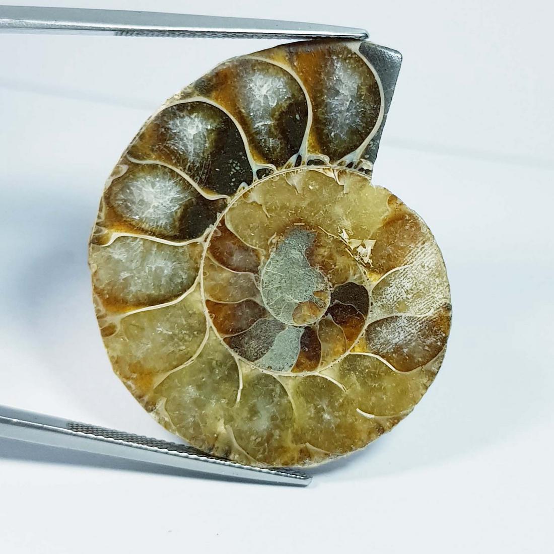 68.00 ctz Natural Ammonite Fossil Seashell Snail Gemstone: No Reserve! Title: 68.00 ctz Natural Ammonite Fossil Seashell Snail Gemstone Color/Clarity: Brown / Opaque Gemstones: Sea Shell Carat Weights: 68 Size/Dimensions: 37.10 x 32.20 x 9.00 Additional Infor