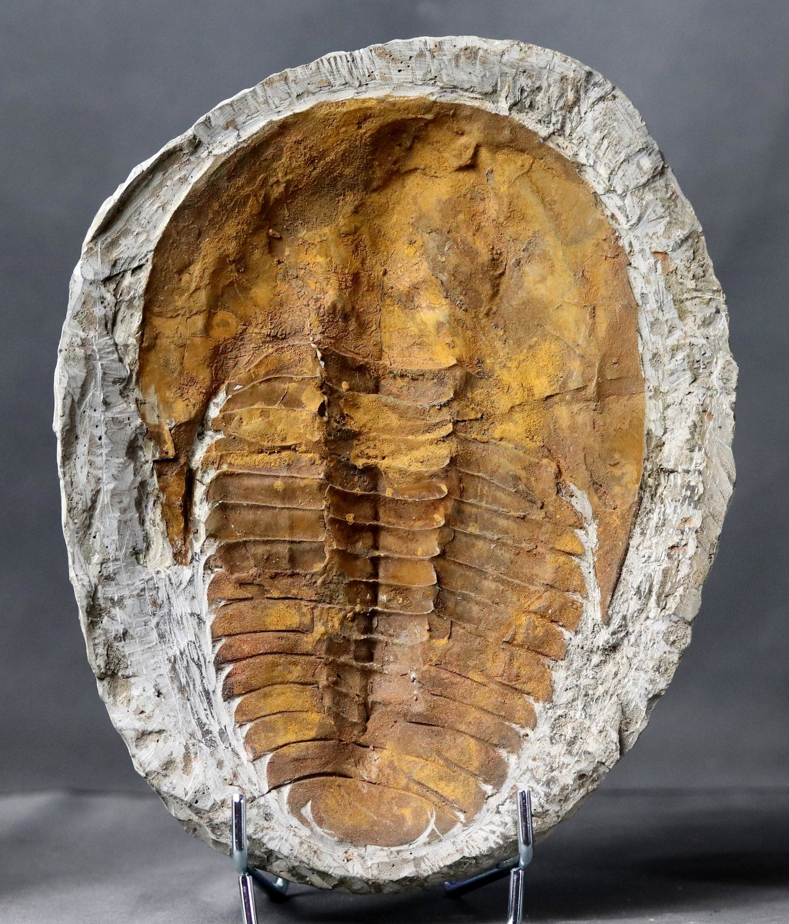 Huge fossil trilobite – On matrix (1 of 5)