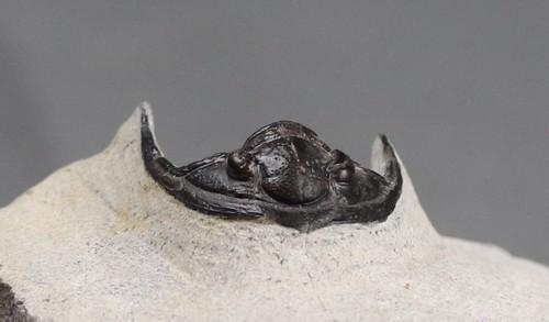 Fossil Trilobite : Diademaproetus Praecursor: Title: Fossil Trilobite : Diademaproetus Praecursor Date/Period: Devonian - Emsian stage Findspot: Foum Zguid - Morocco Description: This specimen has a nice dark color and an outstanding conservation