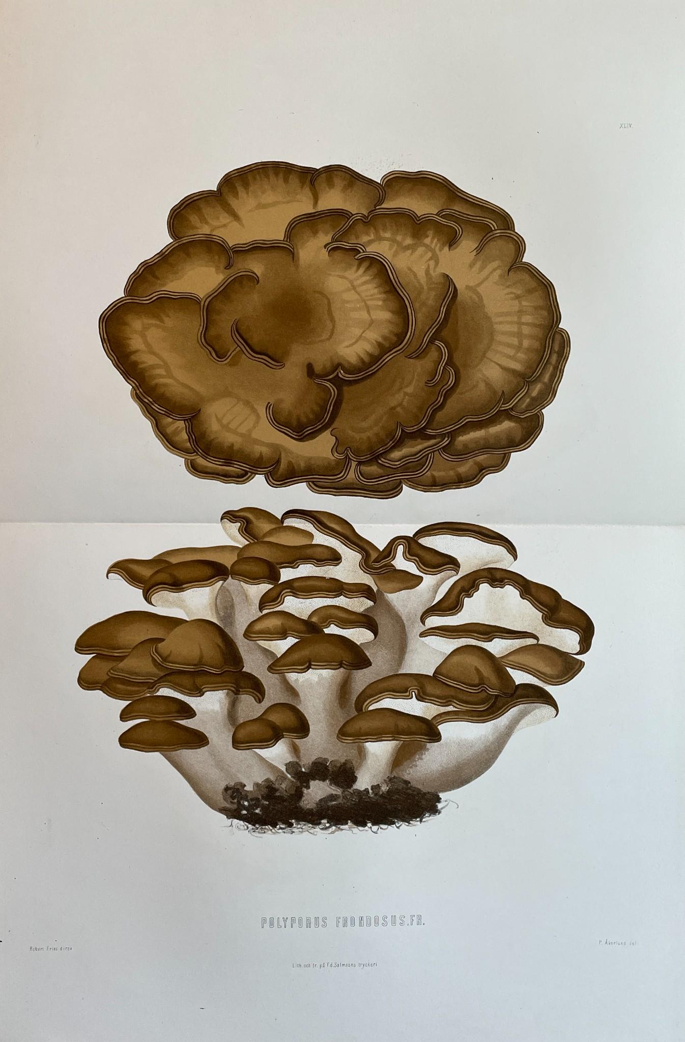 Antique Mushroom Print - Set of 2 Prints - Polyporus Frondosu - Discina Perlata (1 of 2)