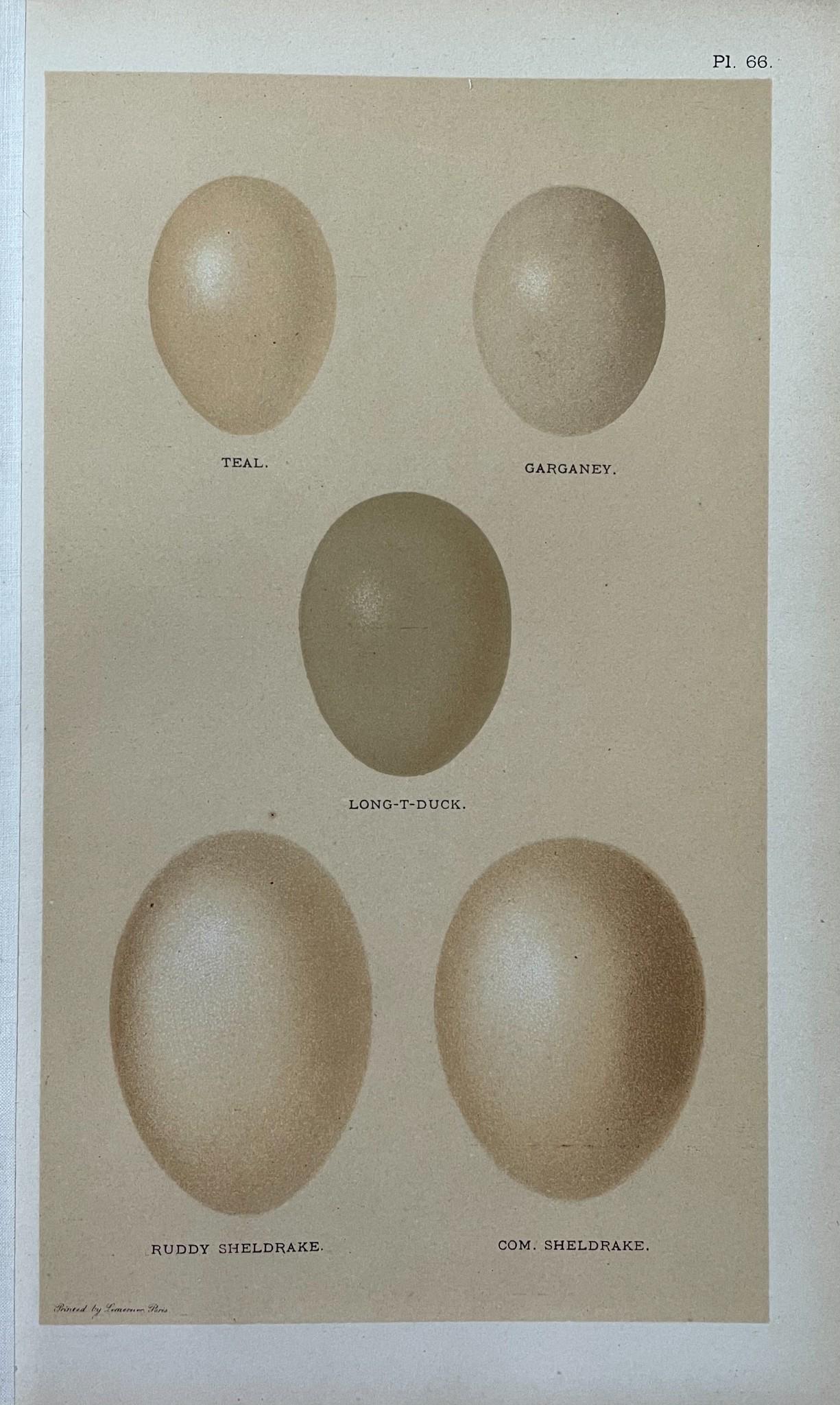 Antique Print - Set of 2 Prints - British Bird Eggs - Ornithology Illustrations - Garganey (1 of 2)