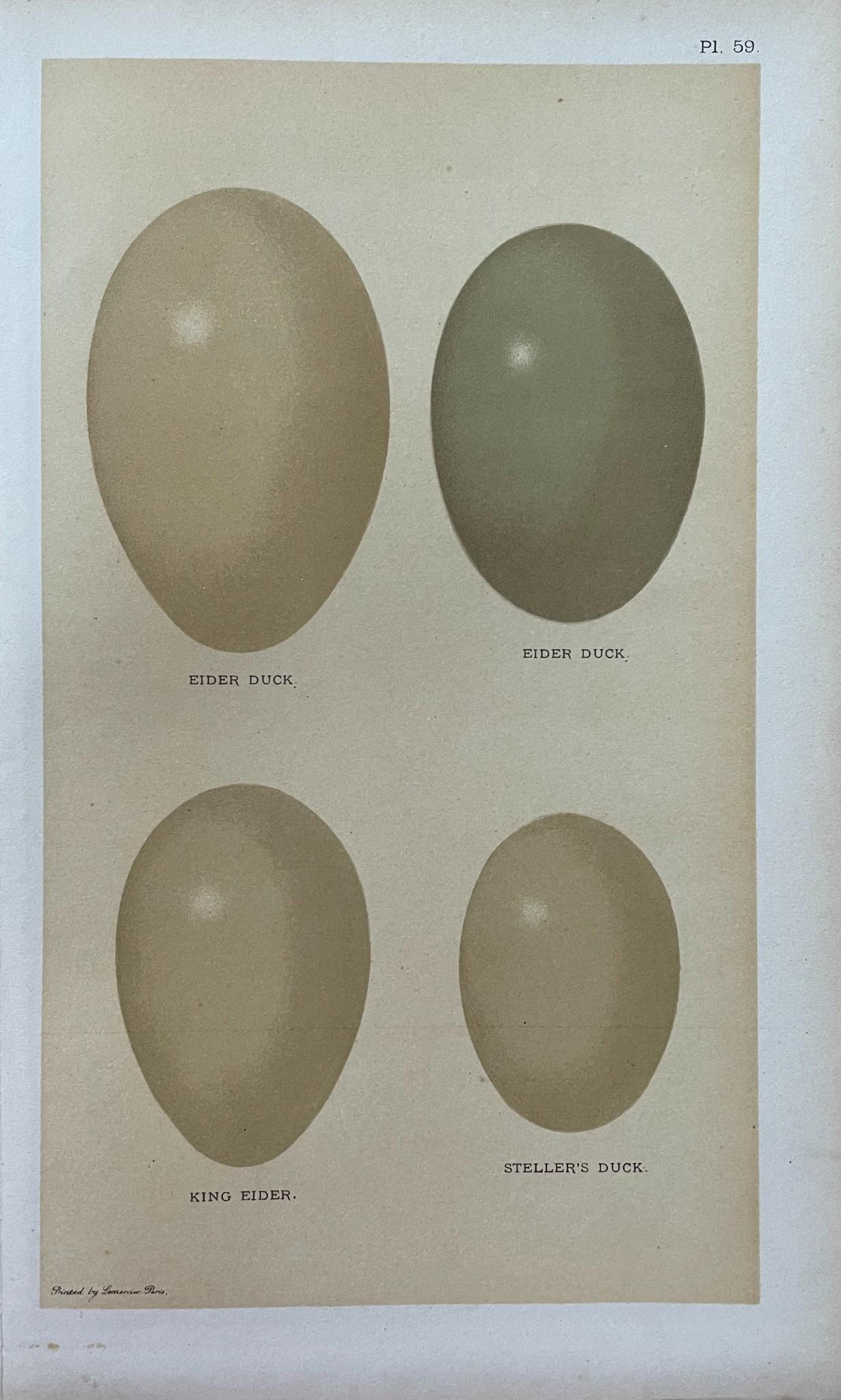 Antique Print - Set of 2 Prints - British Bird Eggs - Ornithology Illustrations - Common Eider (1 of 2)