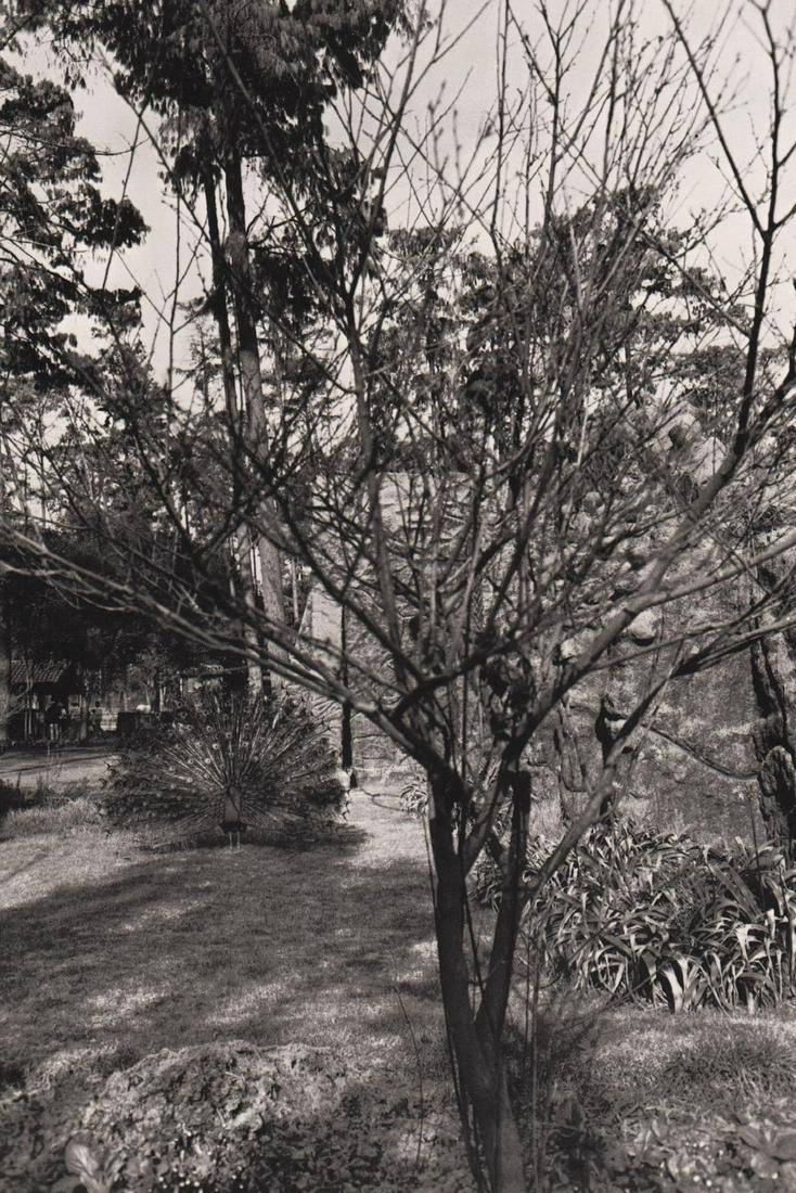 LEE FRIEDLANDER - Washington DC, 1976: Artist: LEE FRIEDLANDER Print Title: Washington DC, 1976 Medium: Photo-lithograph Printed 1970’s in the US Image size (inches) approx. 5.5 x 8.5” Lee Friedlander is an American photographe