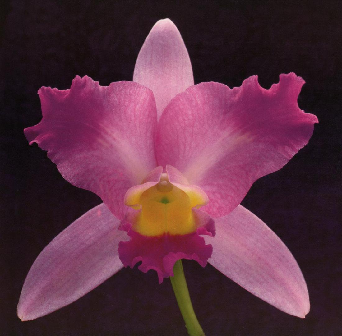 MAPPLETHORPE - Orchid, 1988 (1 of 1)