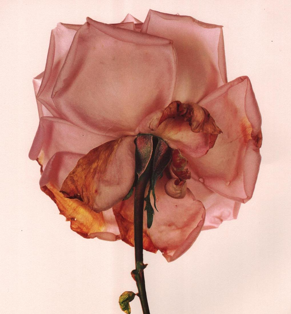 IRVING PENN - Rose (Blue Moon), London, 1970: Artist: IRVING PENN Print Title: Rose (Blue Moon), London, 1970 Medium: Quad-tone Photoengraving Printed 1990’s in the US Image size (inches) approx. 9 x 8.25” Irving Penn was an American 