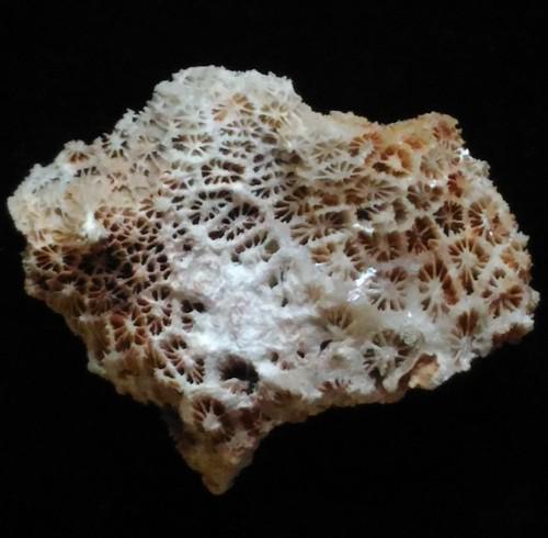 CORAL FOSSIL: Title: CORAL FOSSIL Origin: Panglao, Bohol, Visayas, Philippines Size: 3x2x1 cm / 7 gram Description: calcite crystals replacing fossil corals Reserve: $5.00 Shipping: Domestic: Flat-rate of $6.00 to