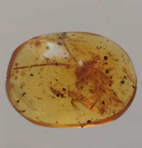 100 MILL YEARS OLD BURMITE AMBER WITH RARE PRAYING MANTIS (1 of 5)