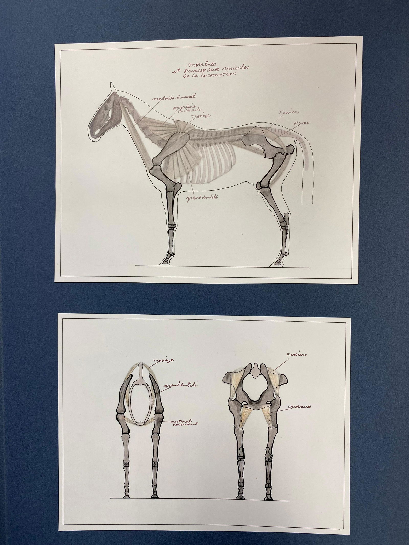 Anatomy Drawings of a Horse - Original French Artwork Equestrian Anatomy Study: The Anatomy of a Horse by Robert Ladou (French 1929-2014) original drawing stuck on card in blue folder/ thick paper, unframed top drawing: 7.25 x 9.25 inches bottom drawing: 7 x 8.75 inches overall s