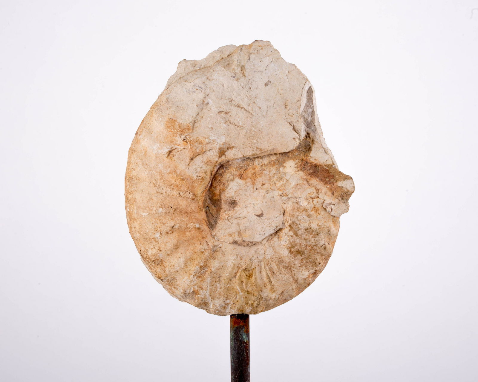 Ammonite Fossil Antique Mount In The Manner Of Deyrolle (1 of 4)