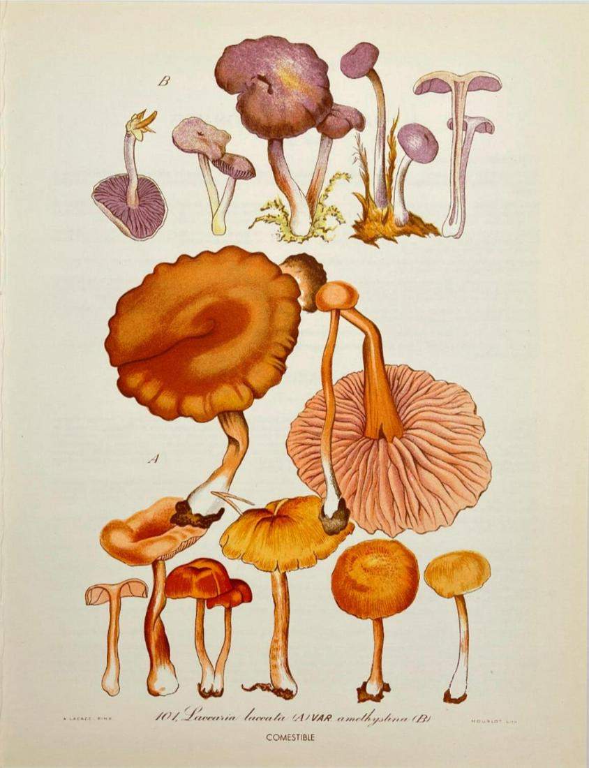 Vintage Print - Set of 4 Prints - Mushroom Art - Deceiver - Amethyst Deceiver - Laccaria Laccata (1 of 4)