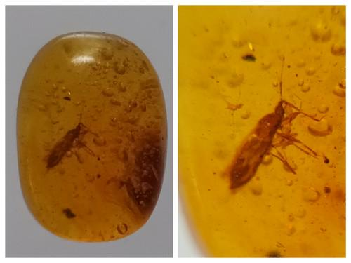 100 MILL YEARS OLD BURMITE AMBER WITH INSECT (1 of 7)