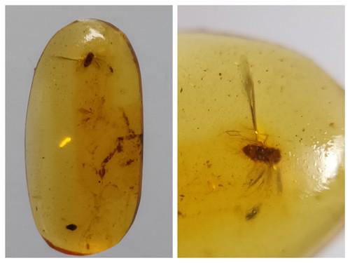 100 MILL YEARS OLD BURMITE AMBER WITH FLY: Title: 100 MILL YEARS OLD BURMITE AMBER WITH FLY Origin: Hukawang Valley, Kachin State, Myanmar Size: 1.7x0.85x0.35 cm / 0.37 gram Description: light yellow burmite amber with fly. minor natural crack