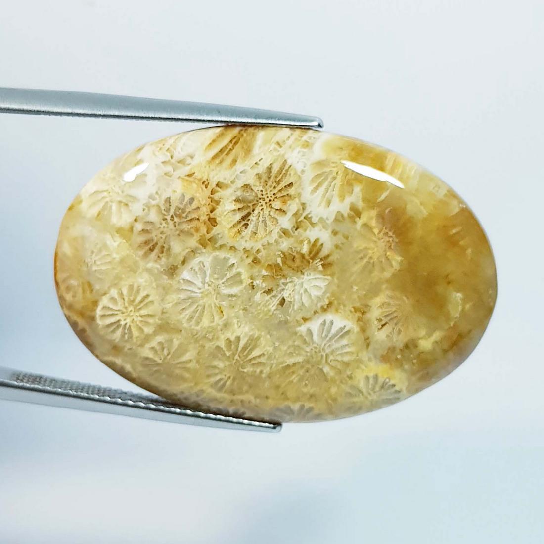 40.18 Ctz Natural Sea Fossil Coral: No Reserve! Title: 40.18 Ctz Natural Sea Fossil Coral Color/Clarity: Fossil Coral Gemstones: Sandle / Opaque Carat Weights: 40.18 Size/Dimensions: 35.15 x 23.65 x 5.70 Additional Info: Oval / Brazil S