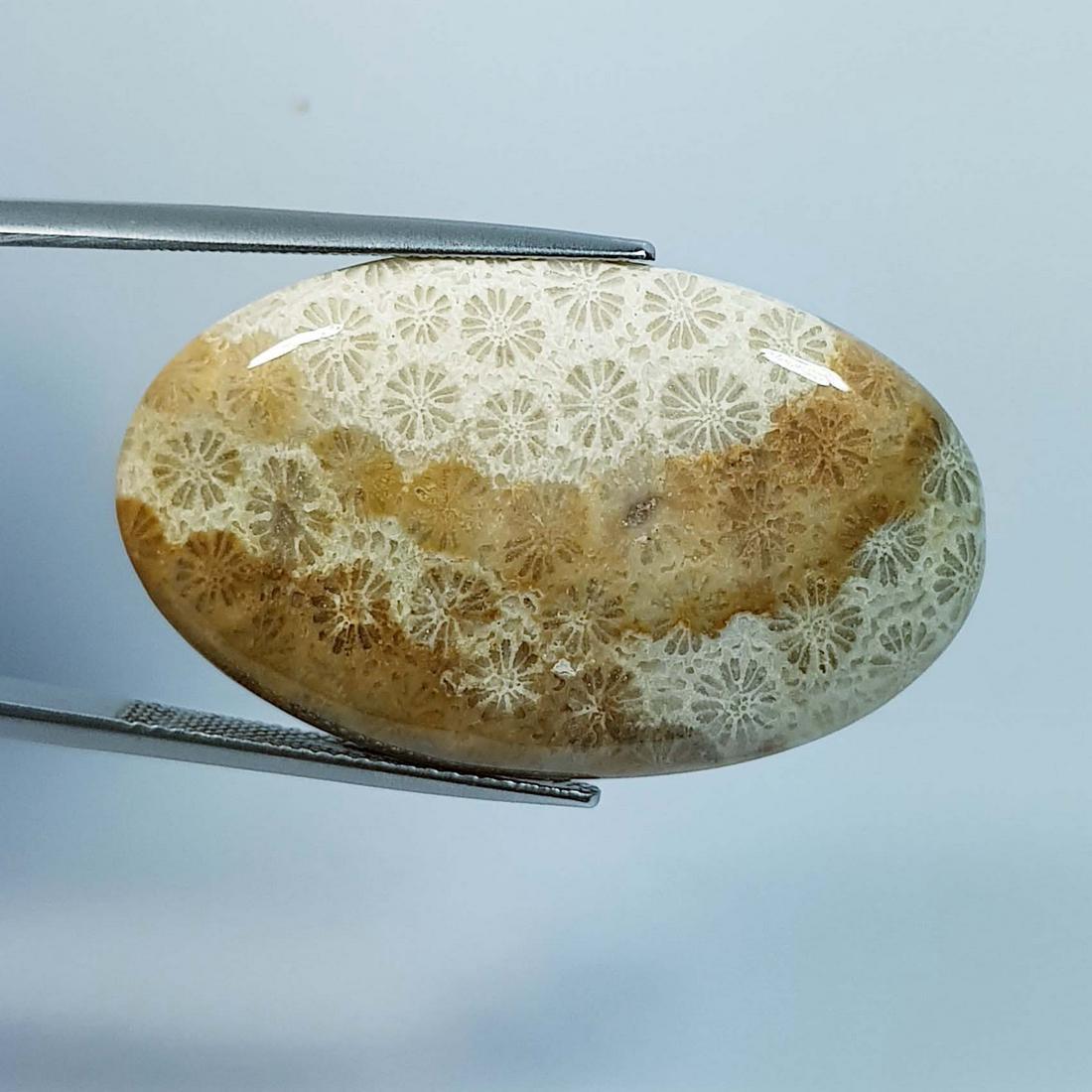 29.83 Ctz Natural Sea Fossil Coral: No Reserve! Title: 29.83 Ctz Natural Sea Fossil Coral Color/Clarity: Fossil Coral Gemstones: Sandle / Opaque Carat Weights: 29.83 Size/Dimensions: 31.95 x 19.80 x 9.60 Additional Info: Oval / Brazil S