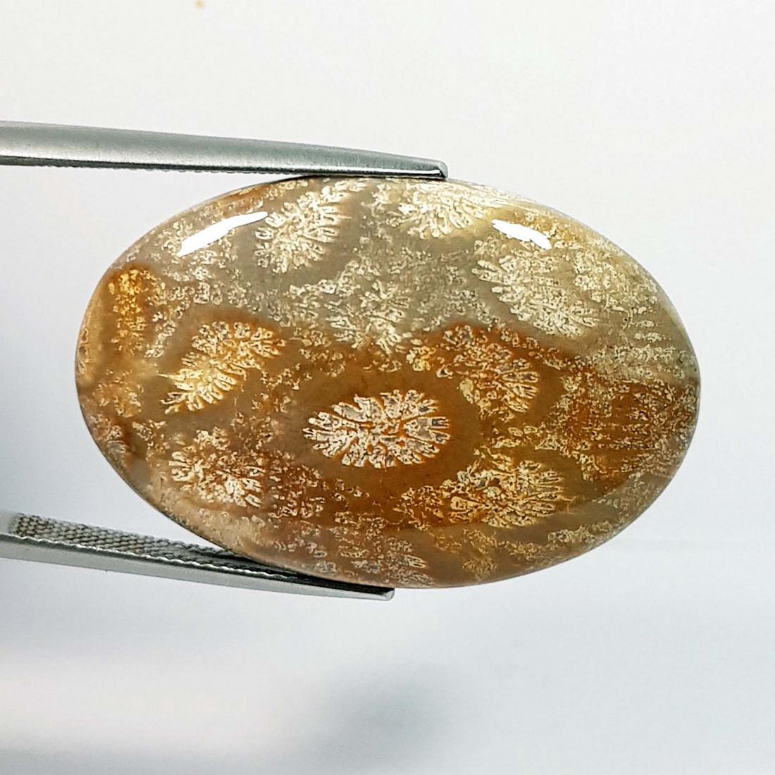 41.22 Ctz Natural Sea Fossil Coral: No Reserve! Title: 41.22 Ctz Natural Sea Fossil Coral Color/Clarity: Fossil Coral Gemstones: Sandle / Opaque Carat Weights: 41.22 Size/Dimensions: 34.55 x 23.35 x 6.10 Additional Info: Oval / Brazil S