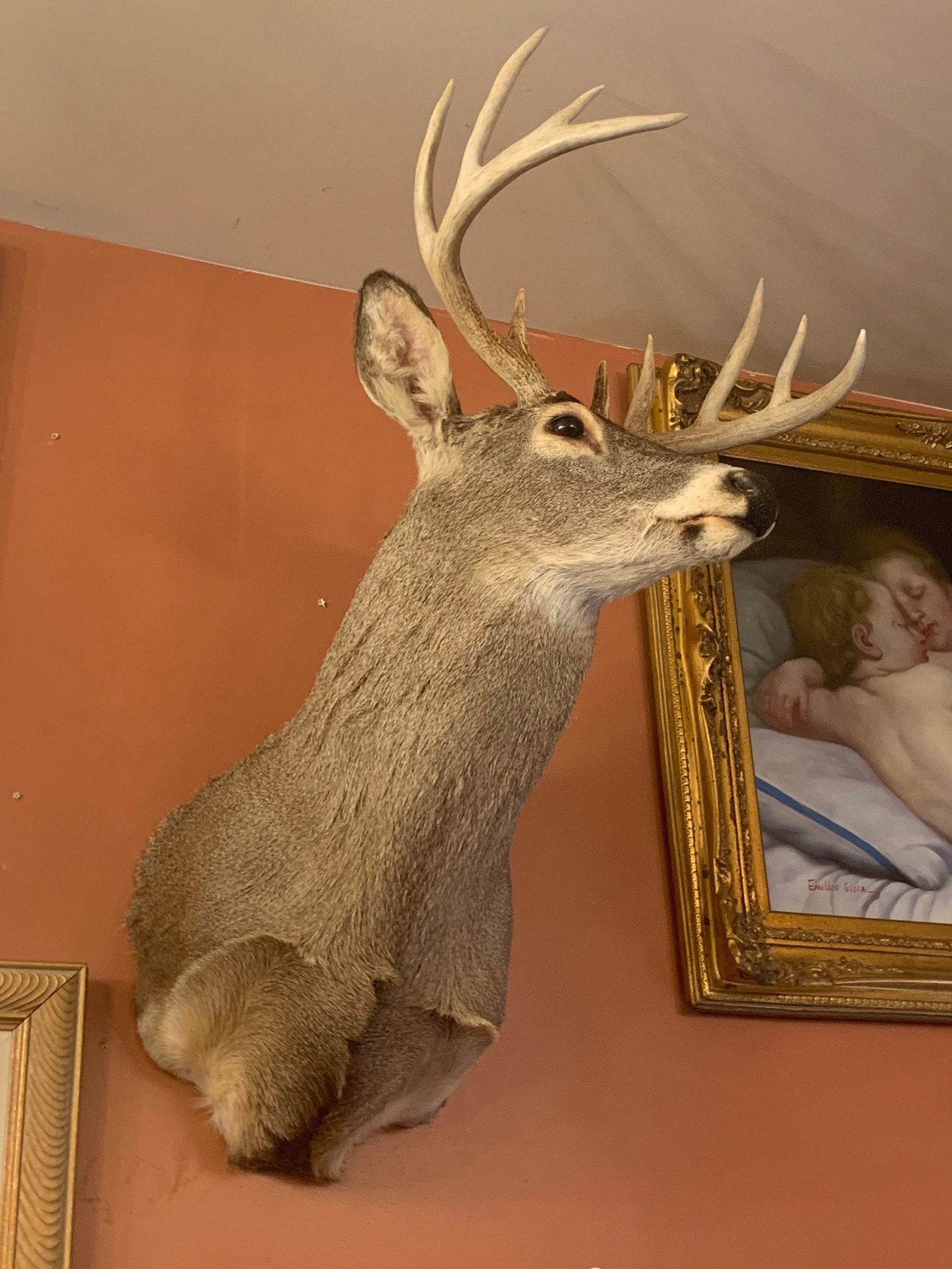 Vintage Whitetail Deer Taxidermy Shoulder Mount Wall Décor (1 of 10)