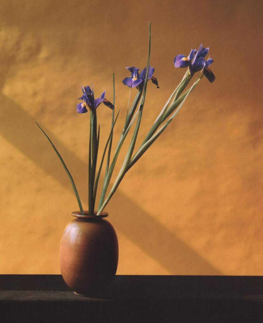 MAPPLETHORPE - Irises 1982 (1 of 1)