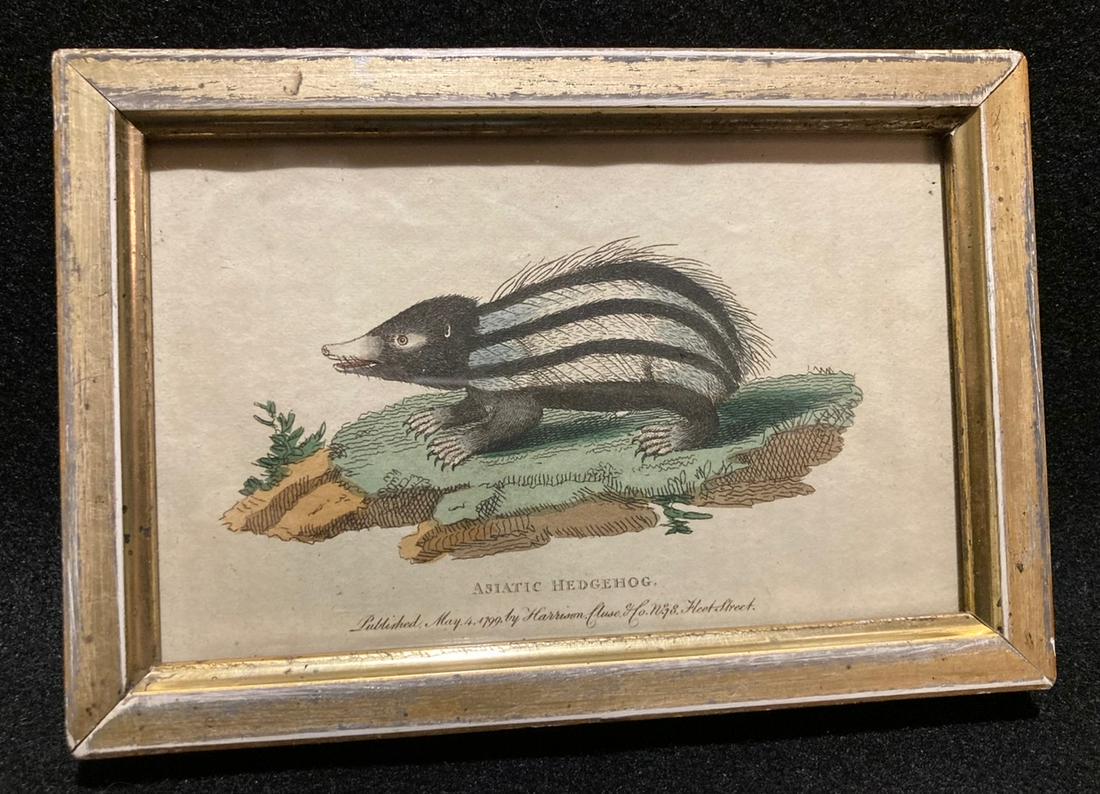Dated 1799 hand colored hedgehog engraving (1 of 2)
