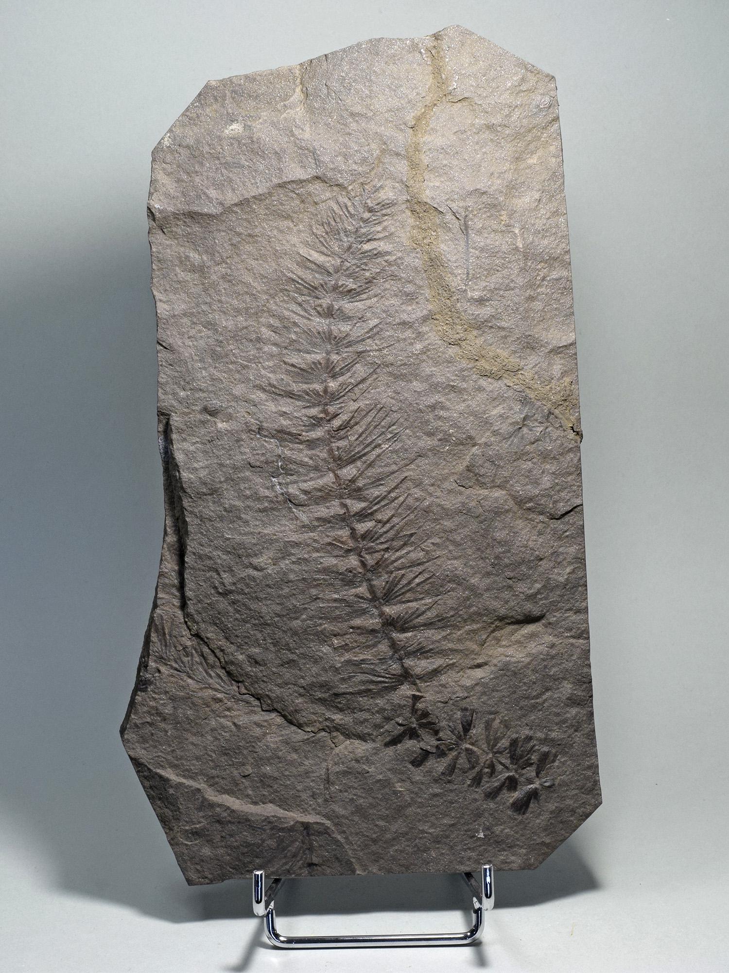 Large Fossil Horsetail and Fern on matrix - Asterophyllites equisetiformis: Species: Asterophyllites equisetiformis and Sphenophyllum cuneifolium Age: Carboniferous Locality: Hérault, France Measurements: 25 × 14 cm slab Weight: 1324 g Fine Asterophyllites horsetail