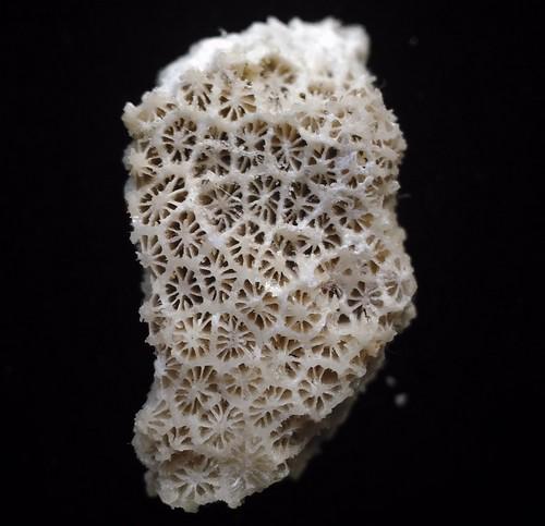CORAL FOSSIL (1 of 6)