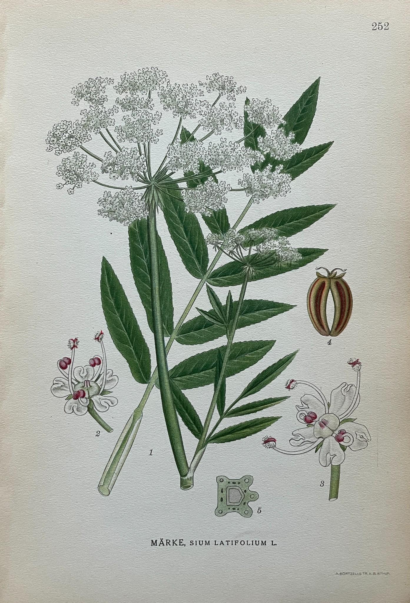 Vintage Botanical Print - Set of 8 Prints - Sium latifolium - Fineleaf Waterdropwort - Cicuta virosa (1 of 8)