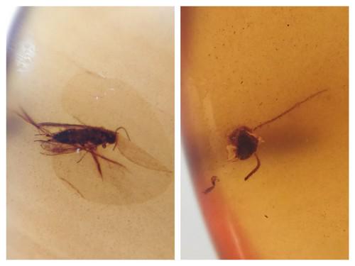 100 MILL YEARS OLD BURMITE AMBER WITH CADDISFLY & INSECT HEAD (1 of 10)