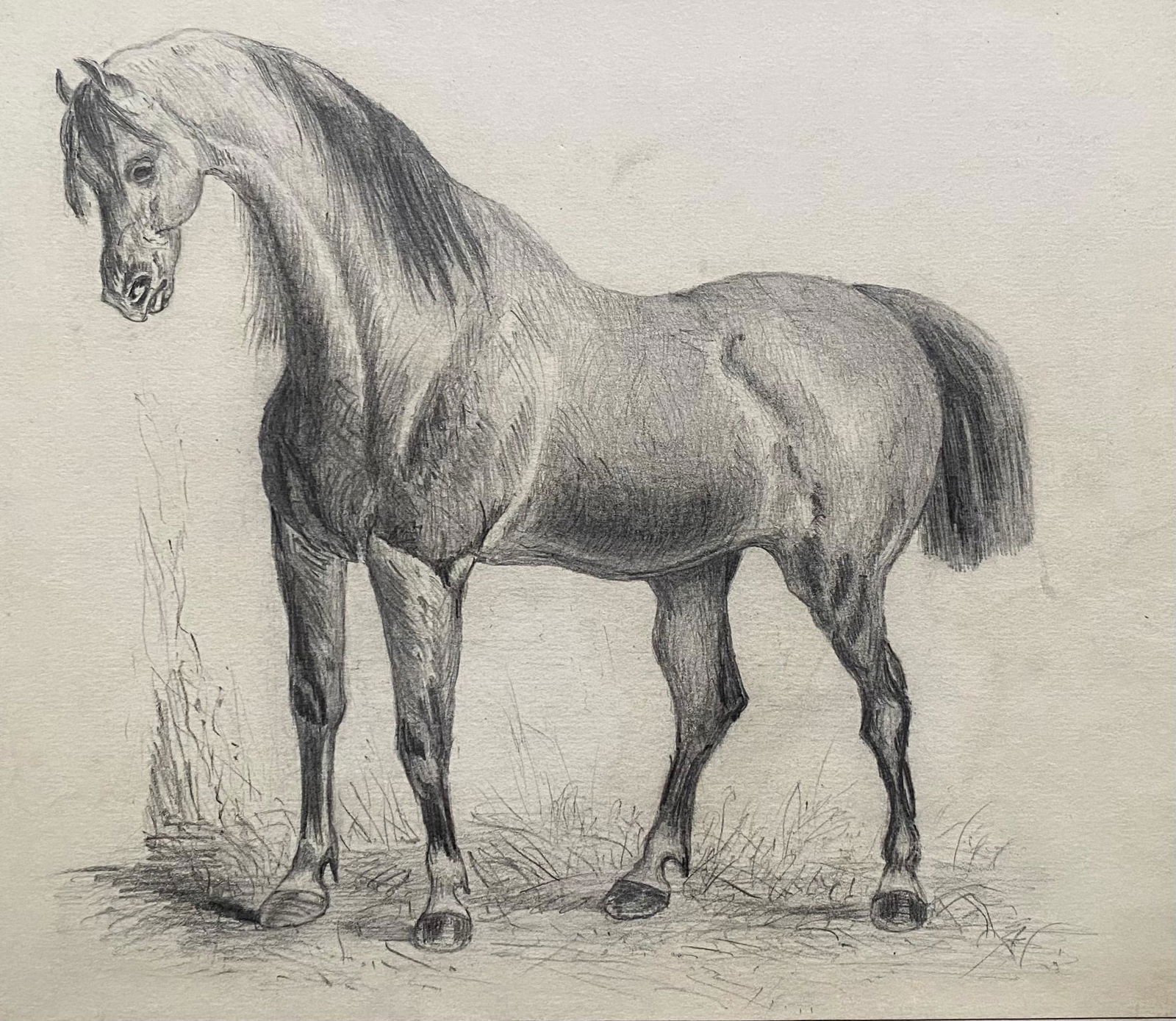 Unknown: Fine Early 19th Century Classical Horse Study: Artist: Unknown Title: Fine Early 19th Century Classical Horse Study Date/Period: 1800's Description: Title: Portrait of a Horse Artist/ School: French School, circle of Jacques-Laurent Agasse (French