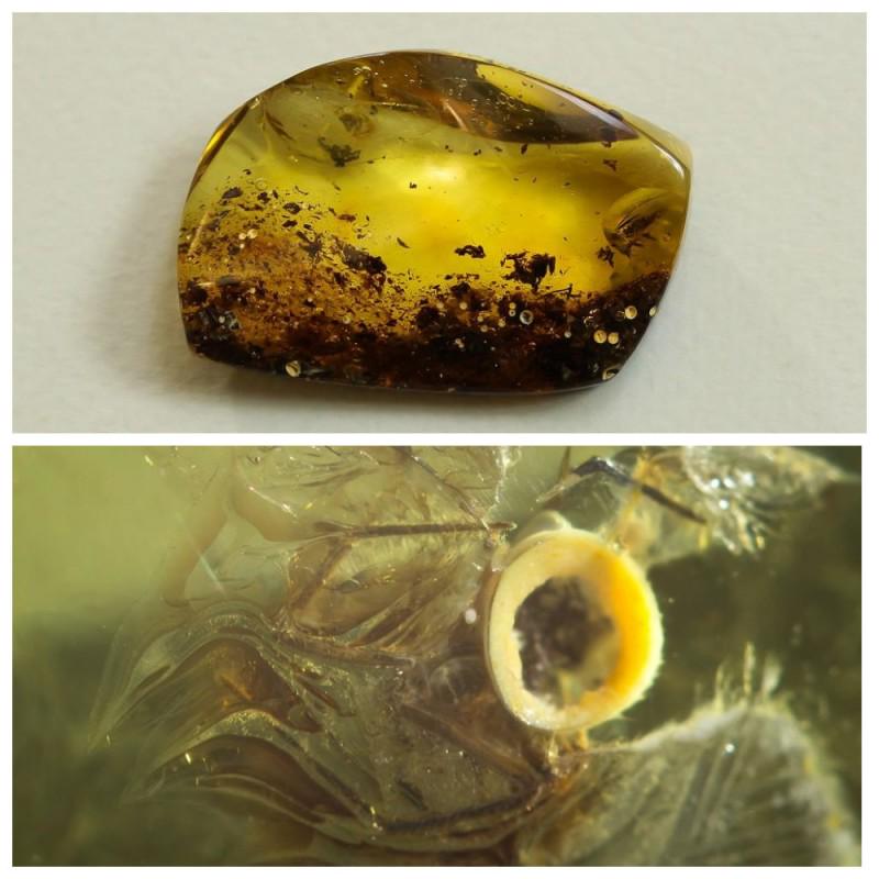 12.6g Natural Baltic amber inclusion insect fly (Diptera) raw stone (1 of 16)