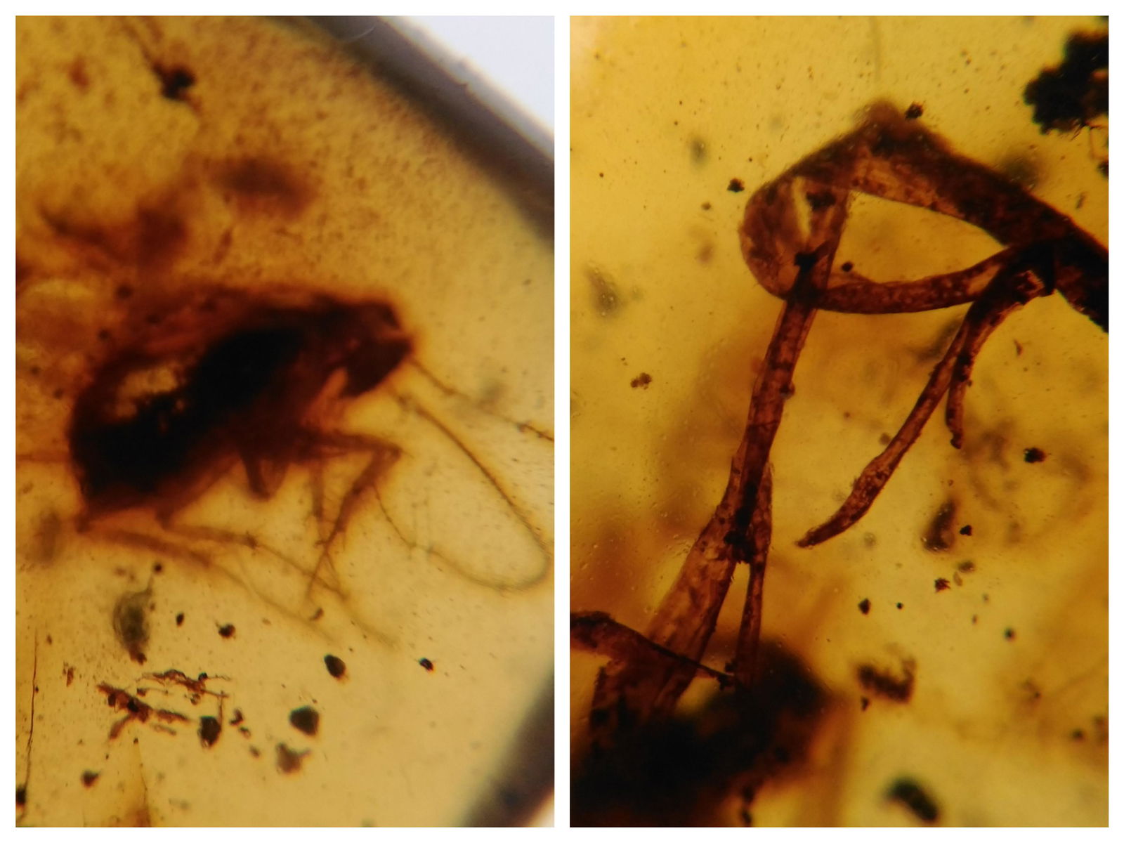 100 MILL YEARS OLD BURMITE AMBER WITH GRASS LEAF & ROACH LARVAE (1 of 6)