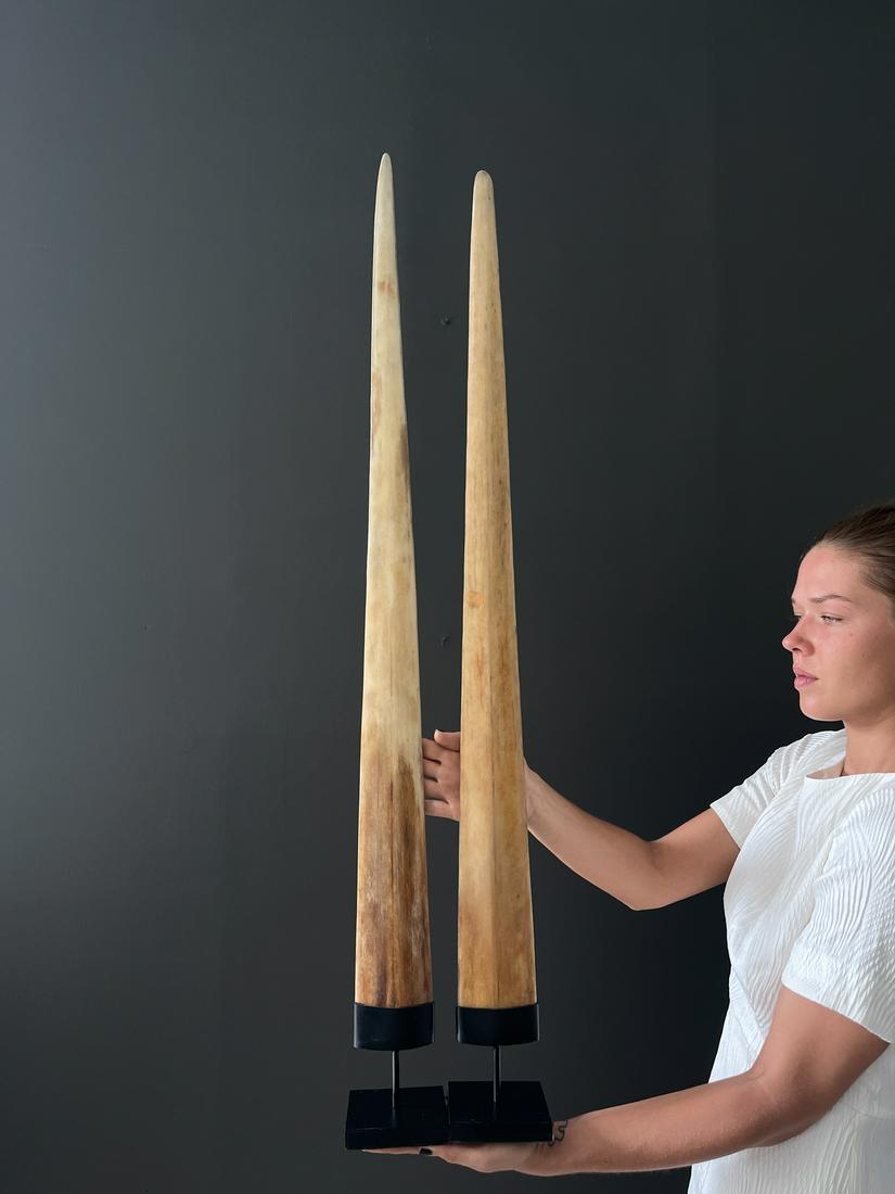 Pair of Extra Large Swordfish Tusks with custom stands: Title: Pair of Extra Large Swordfish Tusks with custom stands Maker: Unknown Origin: Indonesia Date/Period: 2022 Materials: Xiphius Gladius, Bone, Steel Dimensions:Height including stand: Tusk 1: 109 