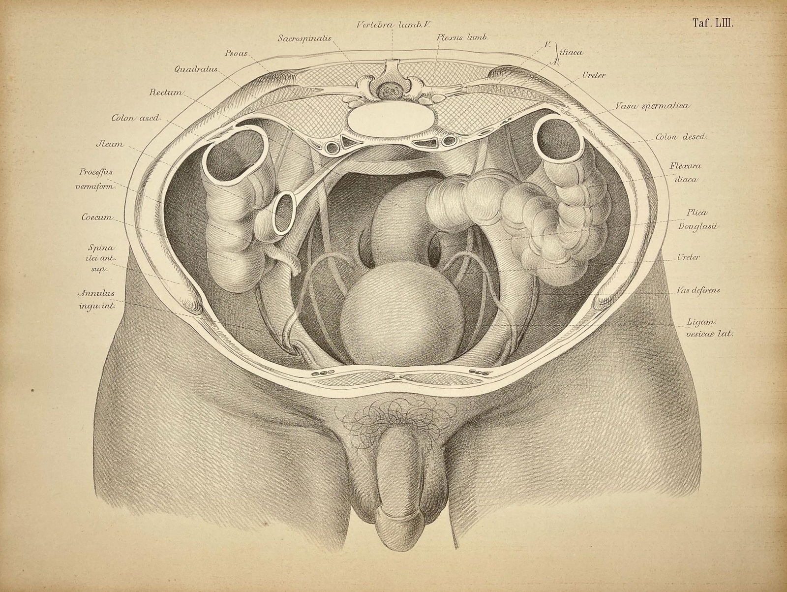 Antique Anatomy Print - Set of 4 Prints - Lumbar Vertebra - Psoas - Coccyx - Male Genital Organs: Title: Antique Anatomy Print - Set of 4 Prints - Lumbar Vertebra - Psoas - Coccyx - Male Genital Organs Date: 1879 Material: Paper Dimensions: 40 cm x 31 cm Description: Set of 4 Prints. Anatomy print