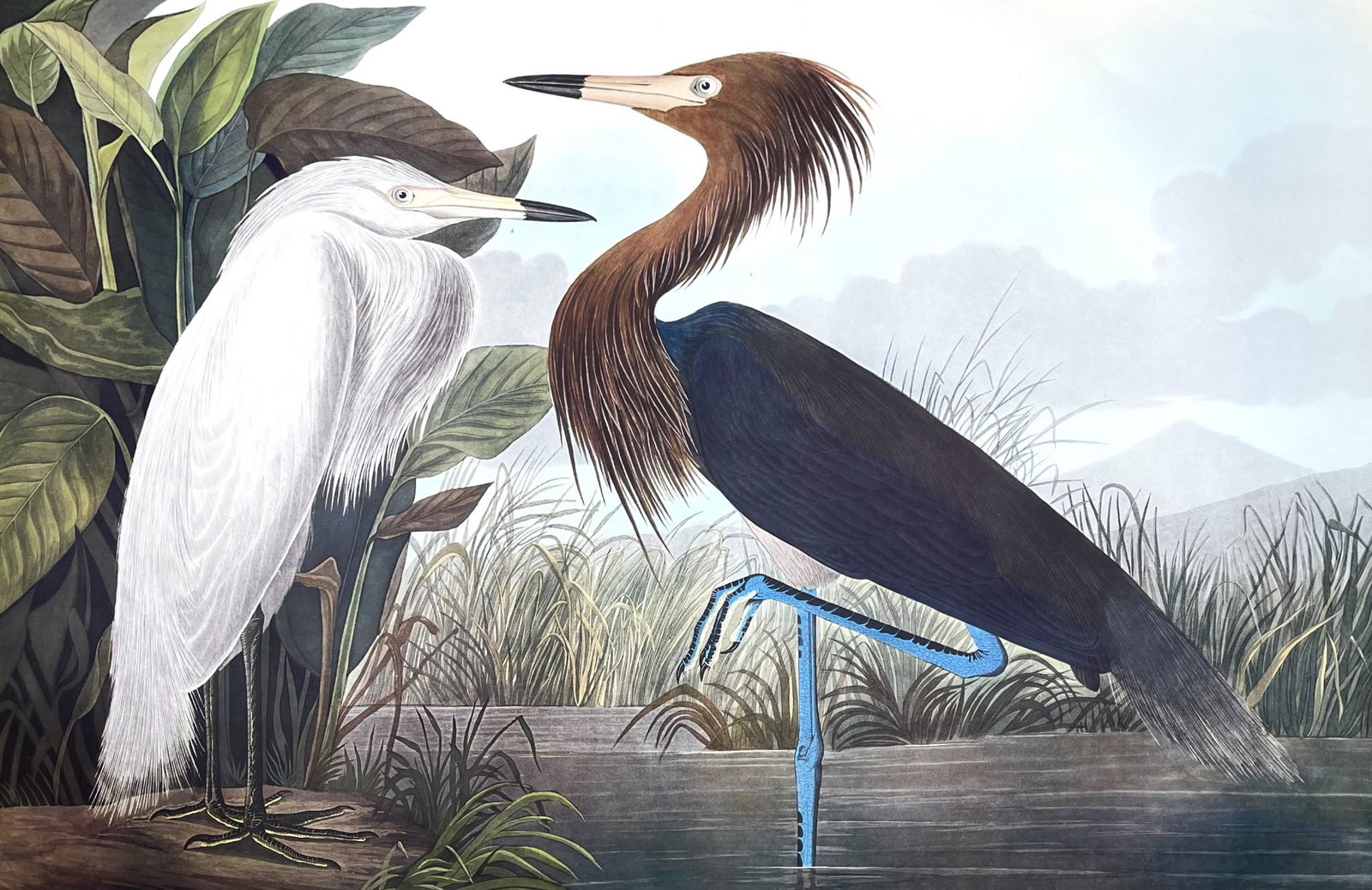 J.J. Audubon Birds Of America Double Elephant Folio Leipzig Ed. Purple Heron: Title: J.J. Audubon Birds Of America Double Elephant Folio Leipzig Ed. Purple Heron Date: circa 1971 Material: Paper Dimensions: 68 cm x 98 cm Description: From the Leipzig Edition of John James Audub