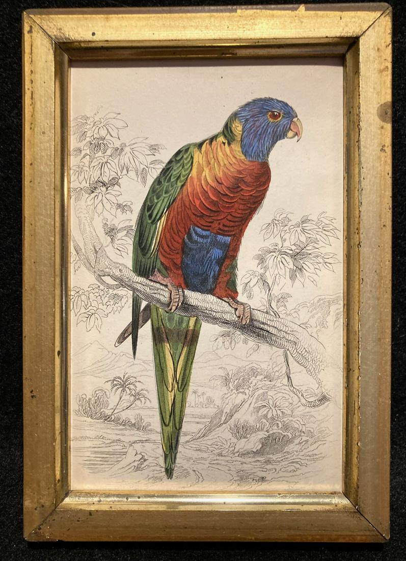 1836 Blue Bellied Lorikeet parrot hand colored engraving (1 of 3)