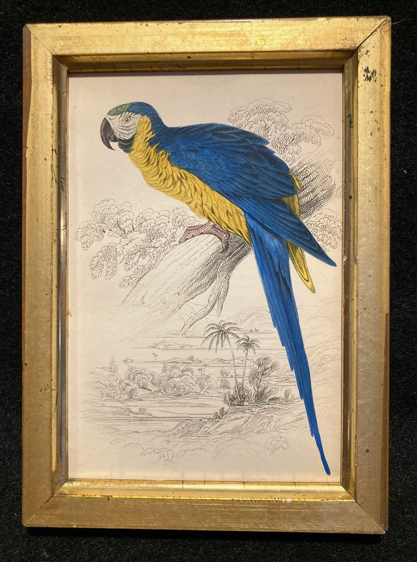 1836 Maccaw hand colored parrot engraving (1 of 3)