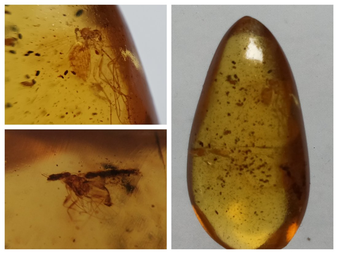 100 MILL YEARS OLD BURMITE AMBER WITH FLY: Title: 100 MILL YEARS OLD BURMITE AMBER WITH FLY Origin: Hukawang Valley, Kachin State, Myanmar Size: 2x1x0.65 cm / 0.77 gram Description: clear yellow burmite amber with fly Reserve: $13.00 Shipping: