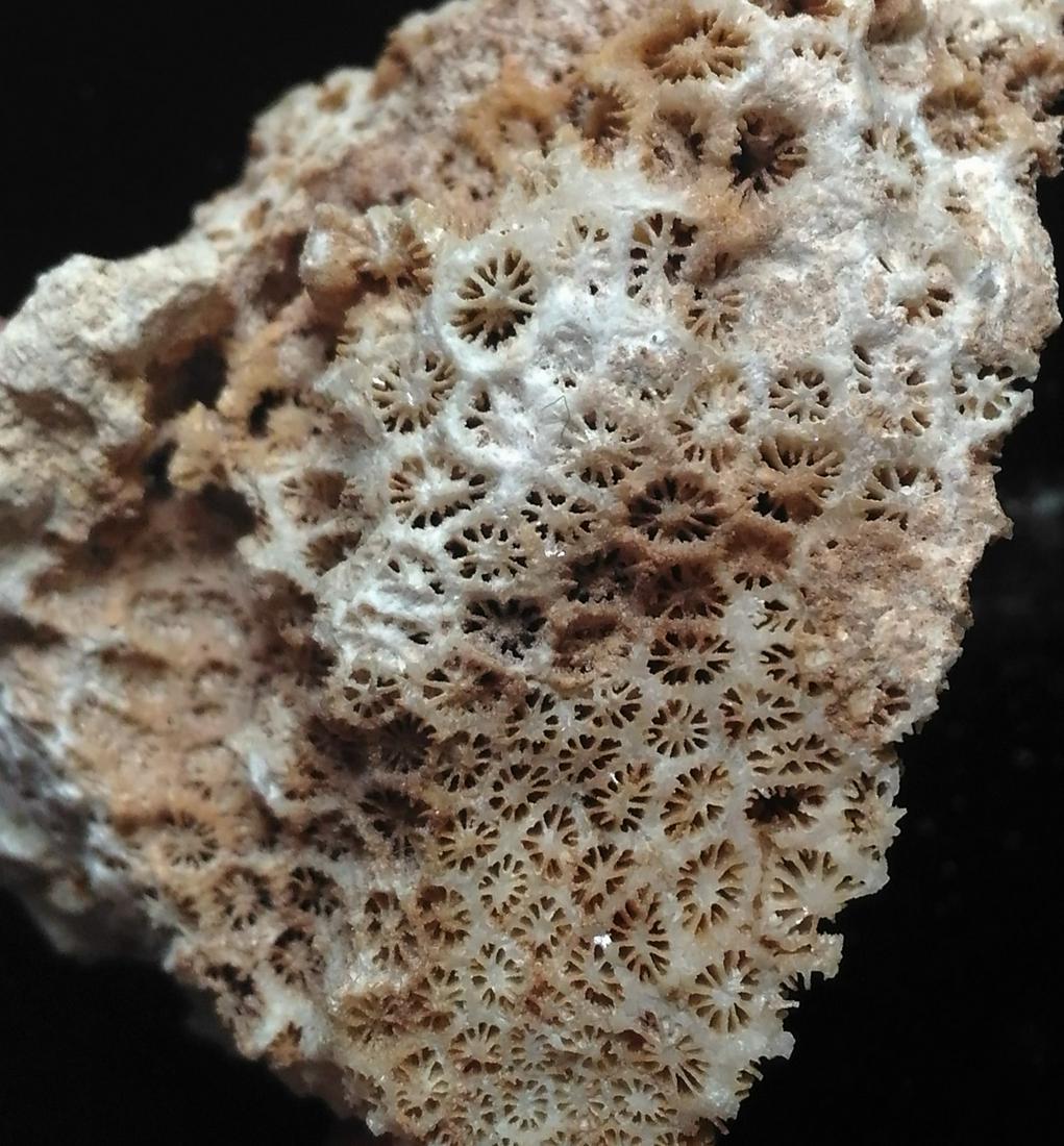 CORAL FOSSIL (1 of 8)